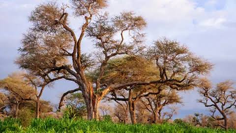 Young acacia trees growing in an arid landscape.