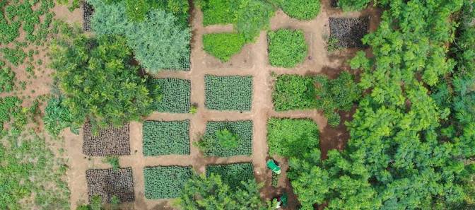 A community tree nursery with rows of seedlings.