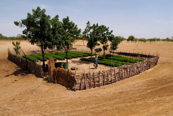 People planting tree seedlings in dry Sahel soil.